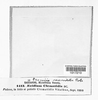 Aecidium clematidis image